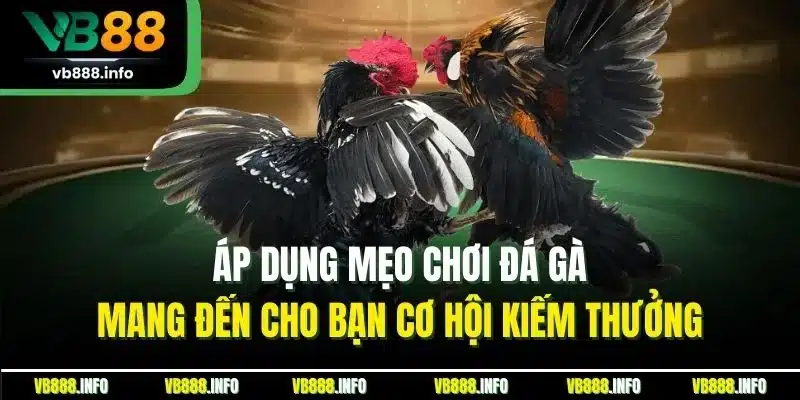 Mẹo Chơi Đá Gà Hiệu Quả - Top Thủ Thuật Đặt Cược Tại VB88 2 Áp dụng mẹo chơi đá gà mang đến cho bạn cơ hội kiếm thưởng