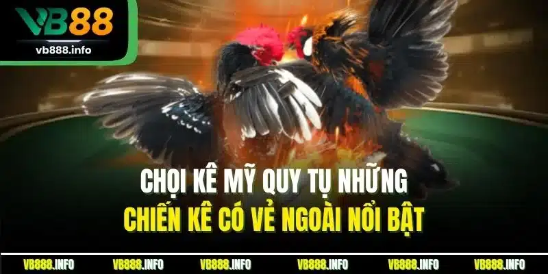 Đá Gà Online | Hình Thức Chọi Kê Trực Tuyến Mới Nhất 2025 3 Chọi kê Mỹ quy tụ những chiến kê có vẻ ngoài nổi bật