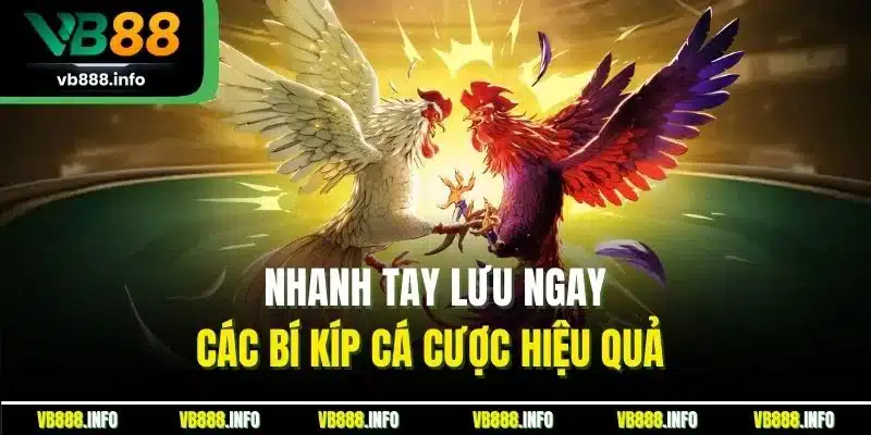 Mẹo Chơi Đá Gà Hiệu Quả - Top Thủ Thuật Đặt Cược Tại VB88 3 Nhanh tay lưu ngay các bí kíp cá cược hiệu quả