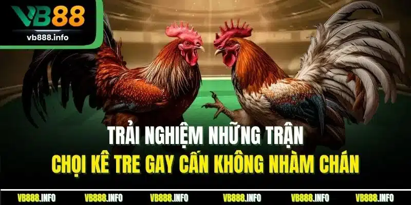 Trải nghiệm những trận chọi kê tre gay cấn không nhàm chán