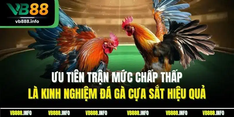 Đá Gà Cựa Sắt VB88| Trải Nghiệm Sảnh Chọi Kê Đỉnh Nhất 2025 5 Ưu tiên trận mức chấp thấp là kinh nghiệm đá gà cựa sắt hiệu quả